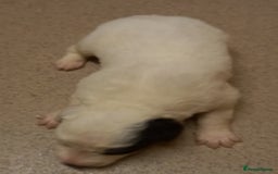 Border Collie dogs for sale: Border Collies for sale - Image 14