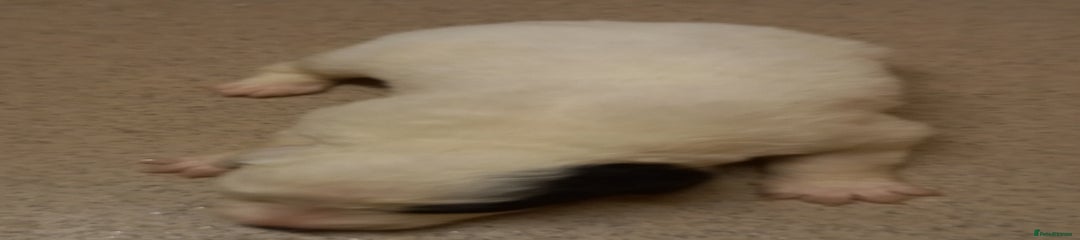 Border Collie Puppy 5