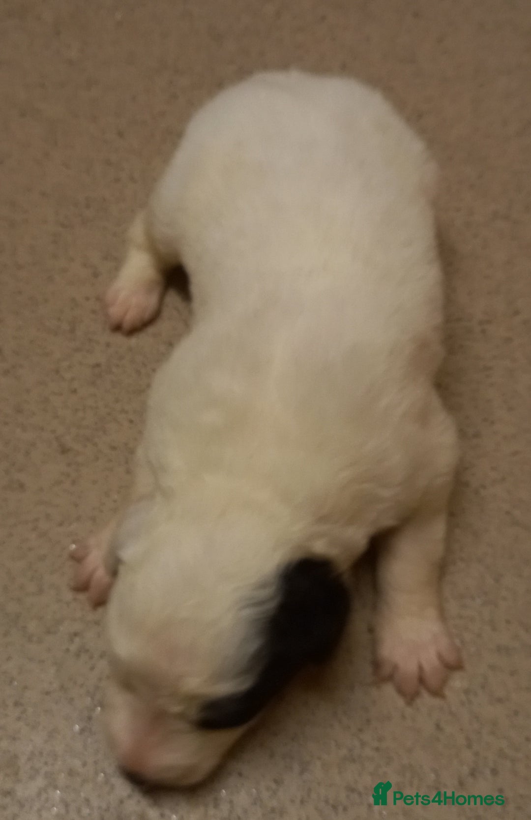 Border Collie dogs for sale: Border Collies for sale - Image 14