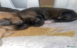 Mixed Breed dogs for sale: Stunning saluki greyhound puppies.  - Advert 17