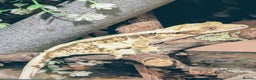 Gecko reptiles for sale: Red lilly white and tricolour crested gecko - Advert 5