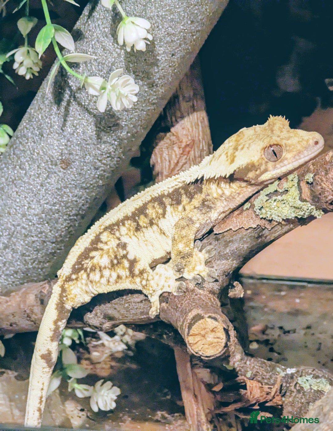 Gecko reptiles for sale: Red lilly white and tricolour crested gecko - Advert 5