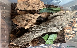 Cockroaches invertebrates for sale: Dubia roaches - Image 1