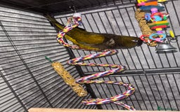 Conures birds for sale: Beautiful baby Patagonian conure - Image 9