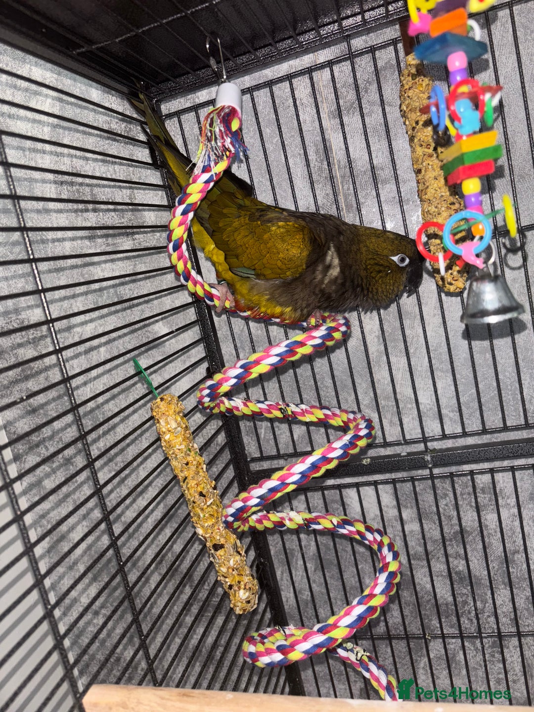 Conures birds for sale: Beautiful baby Patagonian conure - Image 9