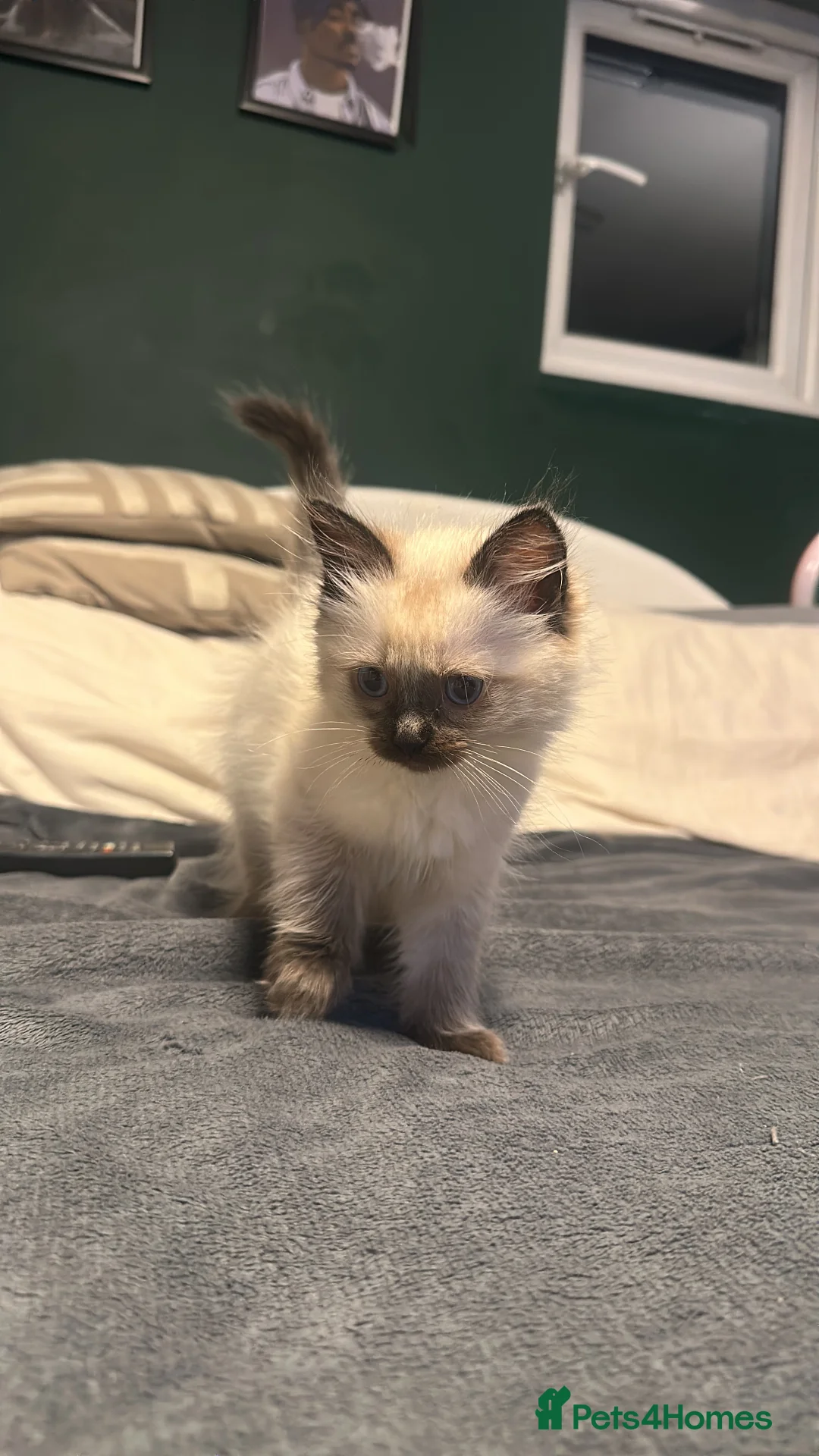 Ragdoll cats for sale: White with black Ragdoll kitten  - Advert 9