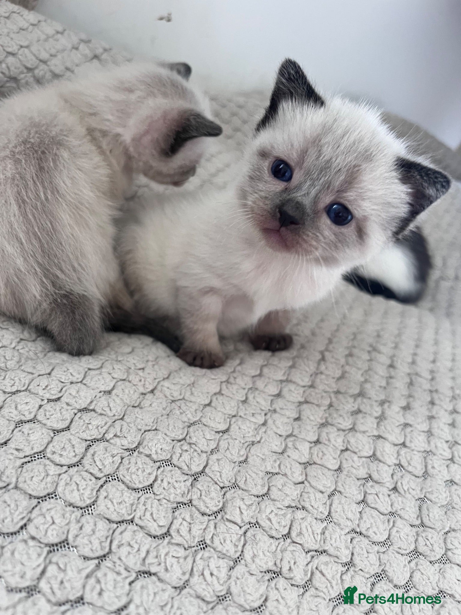 Mixed Breed cats Beautiful Siamese, Black, and Black/White Kittens  - Advert 5