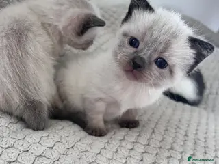 Mixed Breed cats Beautiful Siamese, Black, and Black/White Kittens - Advert 5