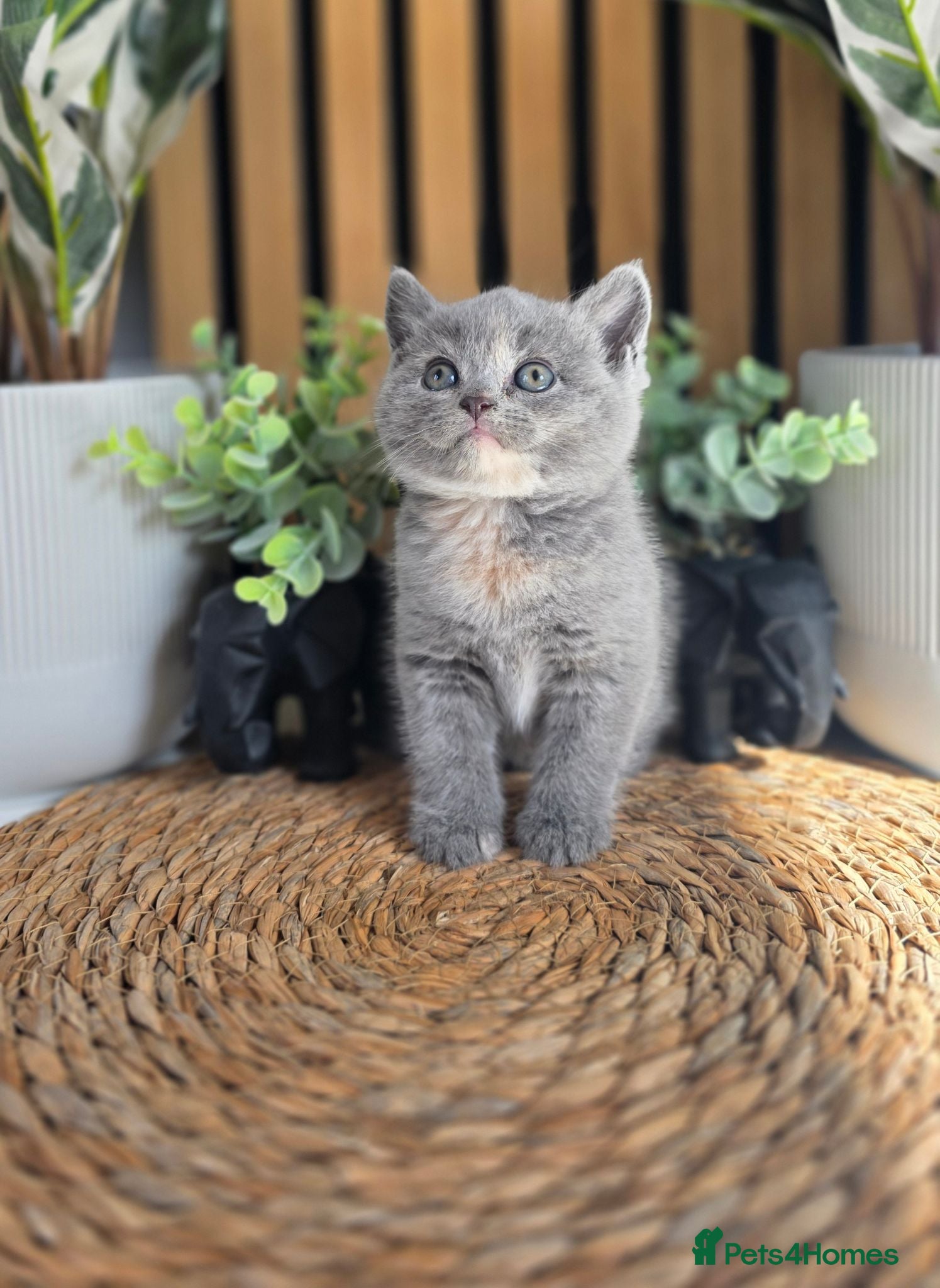 British Shorthair cats Adorable British kittens - Advert 1