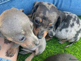 Miniature Dachshund dogs - Advert 26