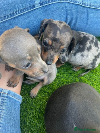 Miniature Dachshund dogs - Advert 7