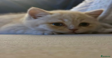 British Shorthair cats - Advert 4