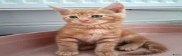 Maine Coon cats for sale: 4 maincoon babies  - Advert 31
