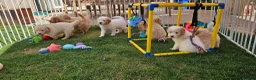 Mini Goldendoodle dogs for sale: F2B MINIATURE GOLDENDOODLES 🐾 FULLY VACCINATED ❤️ - Advert 8