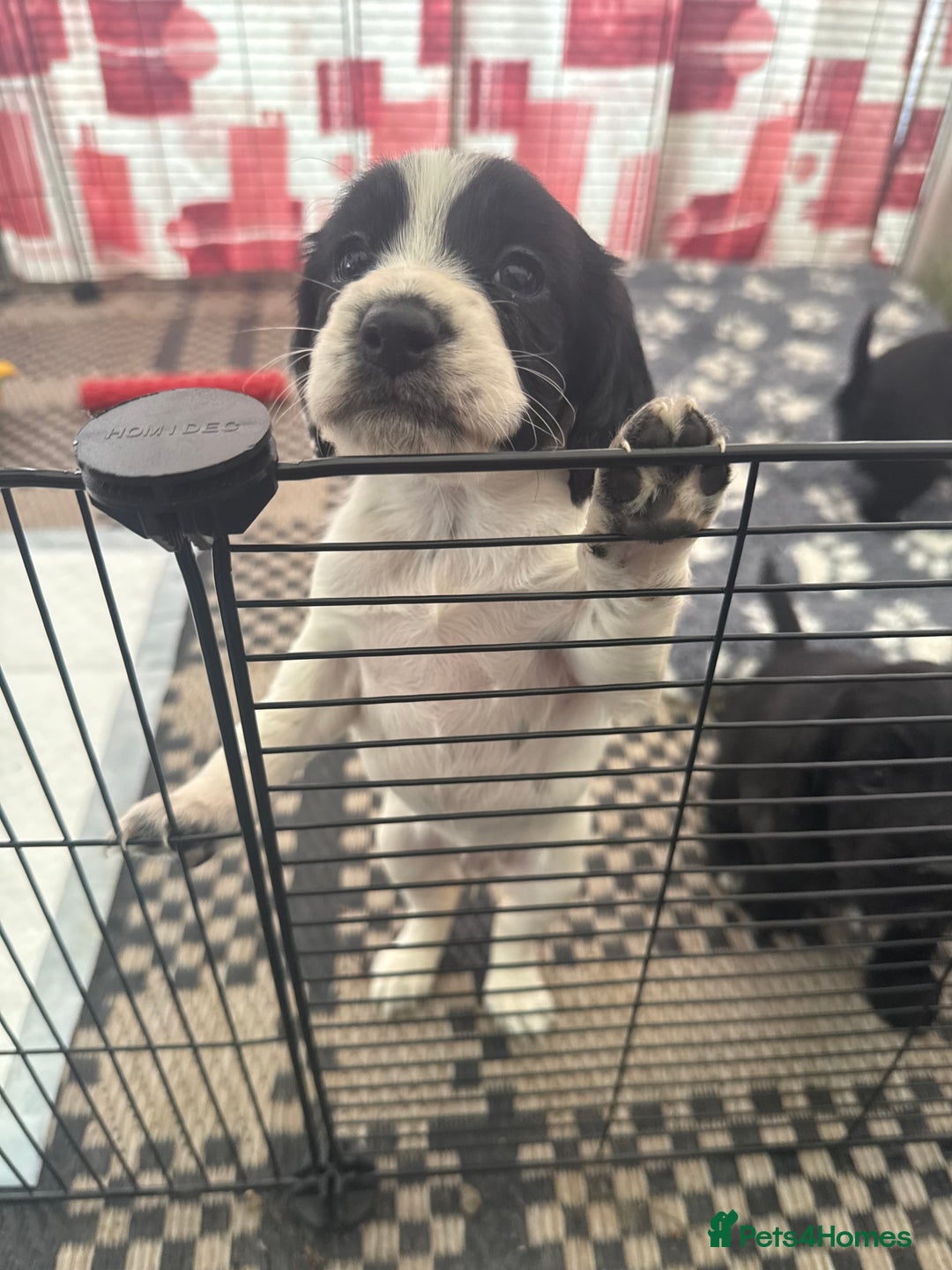 Cocker Spaniel dogs for sale: Cocker spaniel puppies  - Image 11