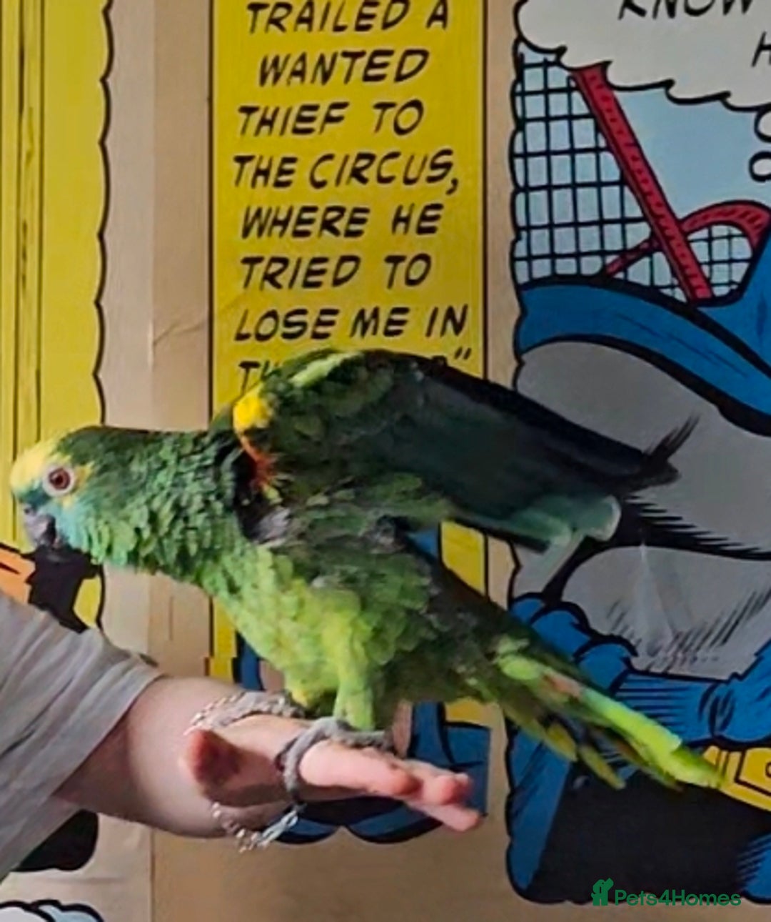 Parrots birds for sale: Talking hand tame blue fronted amazon - Advert 4