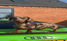 Miniature Dachshund dogs for stud: MINIATURE DAPPLE CHOC/ISABELLA DACHSHUND STUD - Advert 1