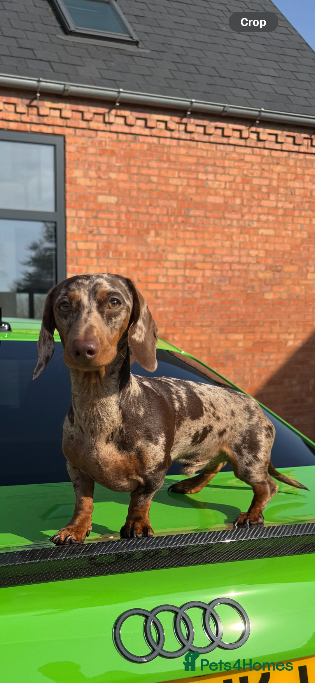 Miniature Dachshund dogs for stud: MINIATURE DAPPLE CHOC/ISABELLA DACHSHUND STUD - Advert 1
