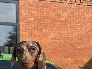 Miniature Dachshund dogs for stud: MINIATURE DAPPLE CHOC/ISABELLA DACHSHUND STUD - Advert 1