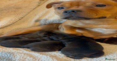 Staffordshire Bull Terrier dogs KC REGISTERED BRINDLE STAFFORDSHIRE BT PUPPIES - Advert 8