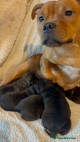 Staffordshire Bull Terrier dogs KC REGISTERED BRINDLE STAFFORDSHIRE BT PUPPIES - Advert 6