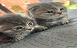 Scottish Fold cats for sale: 🐾Playful Male & Female Scottish Fold Kittens🐾 - Image 6