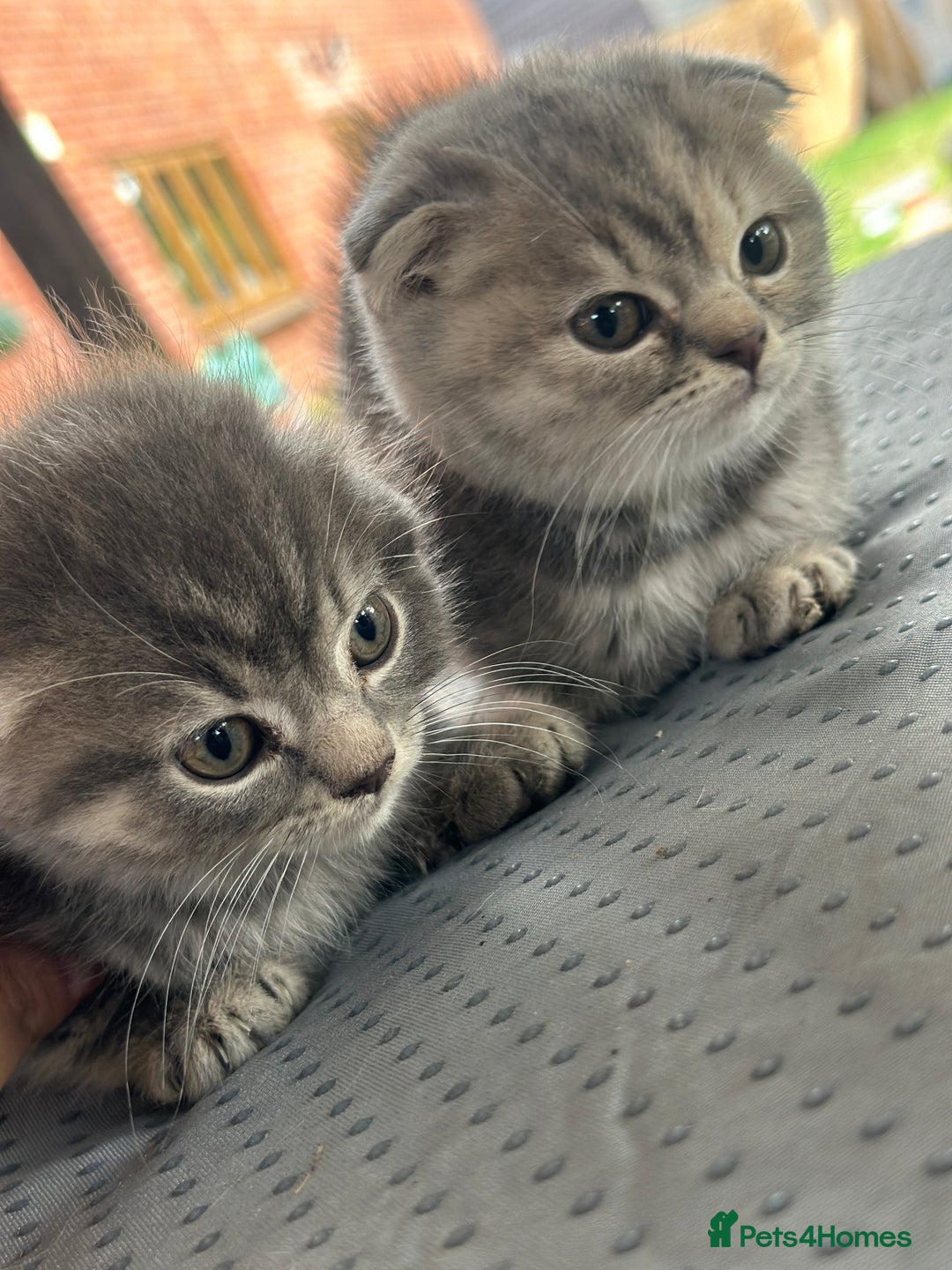 Scottish Fold cats for sale: 🐾Playful Male & Female Scottish Fold Kittens🐾 - Image 6