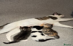 Oriental cats for sale: Beautiful kitten  - Image 2