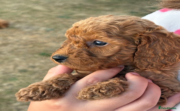 Cockapoo dogs - Advert 2