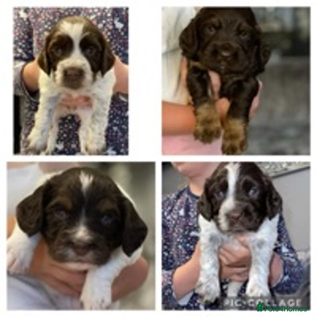 Cocker Spaniel dogs for stud: 🔥WORKING COCKER SPANIEL AT STUD🔥 in Gateshead - Advert 6