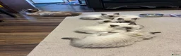 Ragdoll cats for sale: Pure Ragdoll kittens - Advert 4