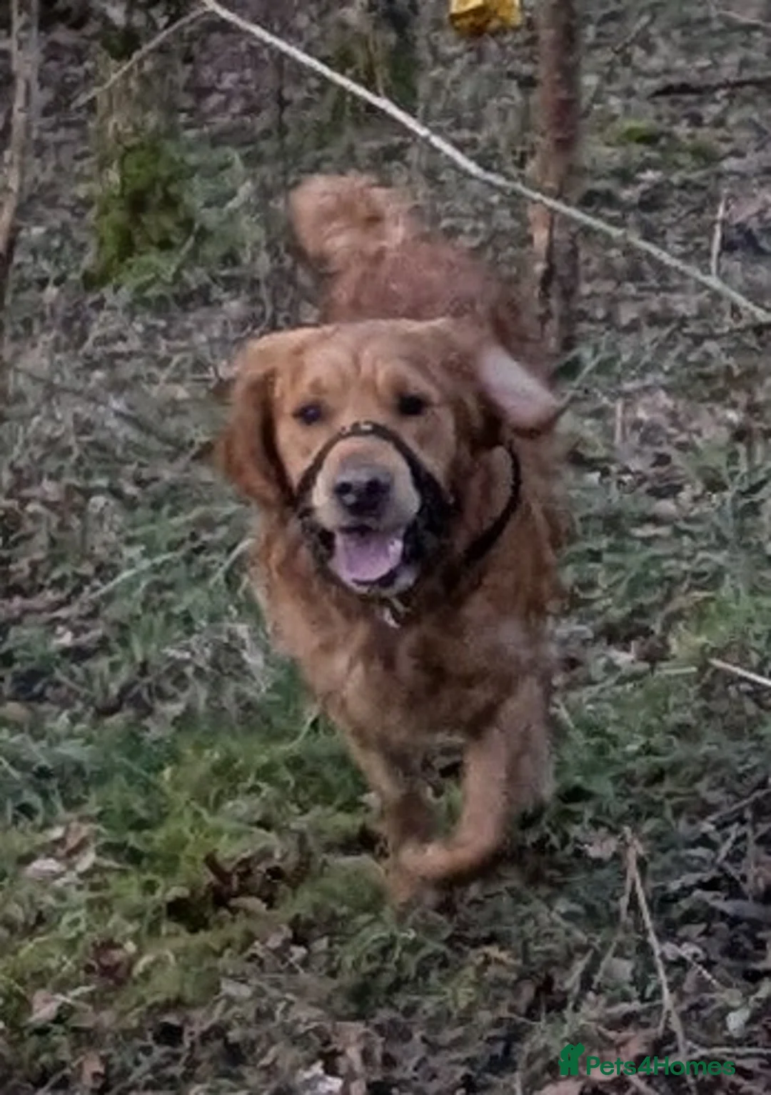 Golden Retriever dogs for stud: Catrigg macadamia (MAX) - Advert 8