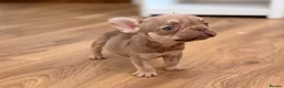 French Bulldog dogs for sale: 🐾 6 Beautiful KC Registered French Bulldog Puppys - Advert 16