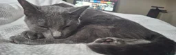 Mixed Breed cats for sale: Russian blue/ragdoll mix  in Birmingham - Advert 1