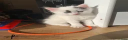 European cats for sale: three girl kittens and two boy kittens - Advert 5