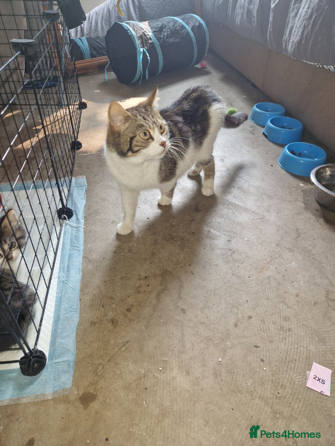 Mixed Breed cats for sale: 3 tabby kittens  - Image 4