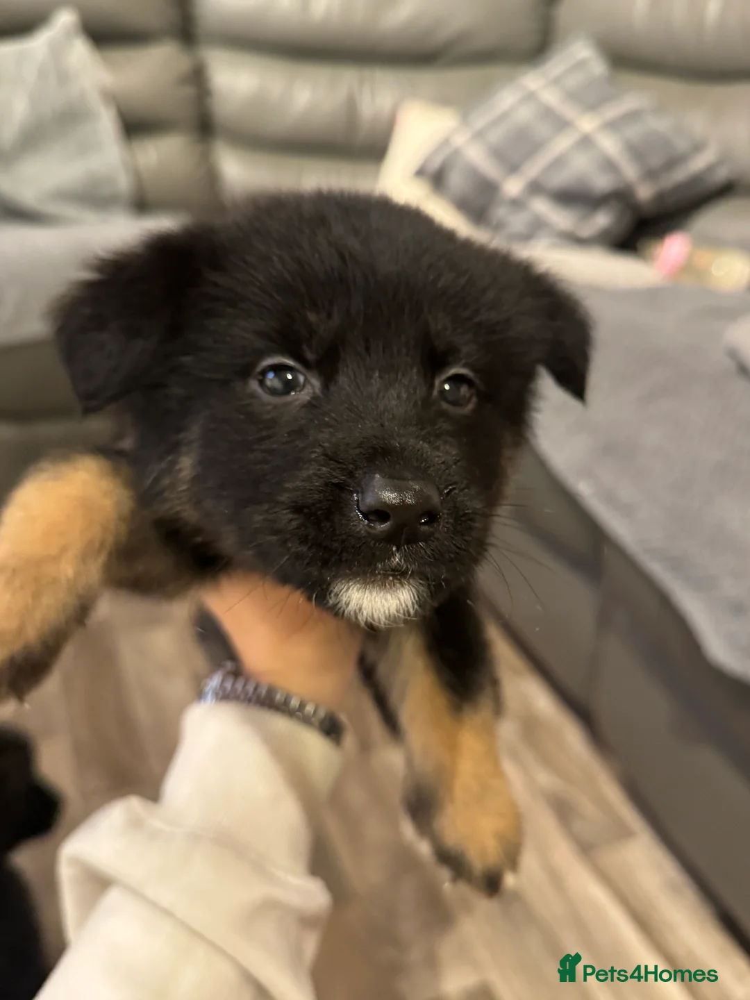 Mixed Breed dogs for sale: German shepherd x malamute puppies  - Advert 18