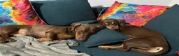 Dachshund dogs for sale: Rolo and Roxy are 3 years old and need a new home - Advert 10