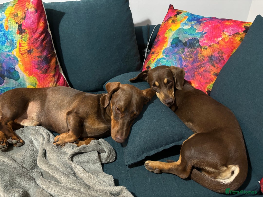 Dachshund dogs for sale: Rolo and Roxy are 3 years old and need a new home - Advert 10
