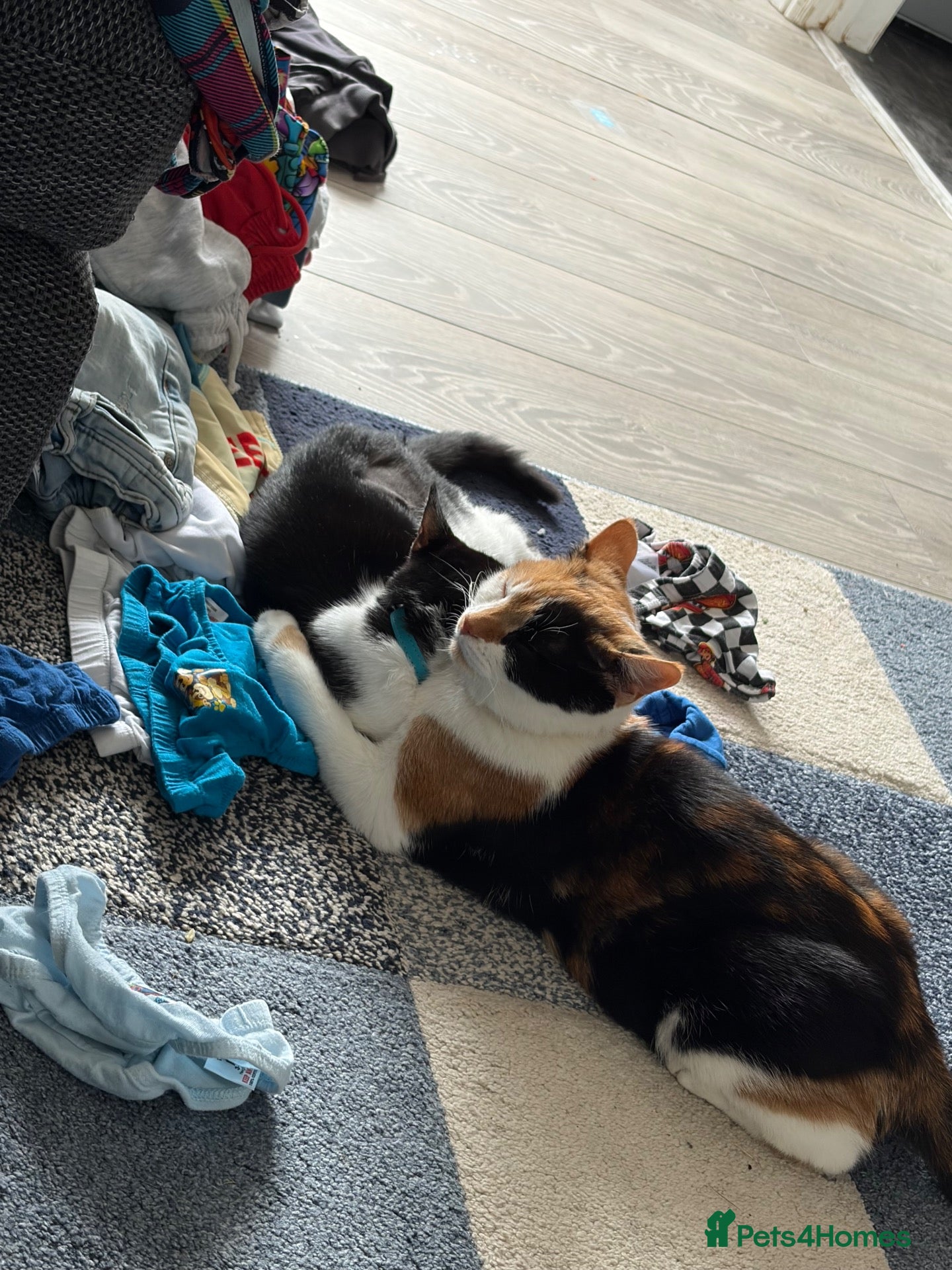 Domestic Shorthair cats 5 Months old Domestic Shorthair - Advert 15
