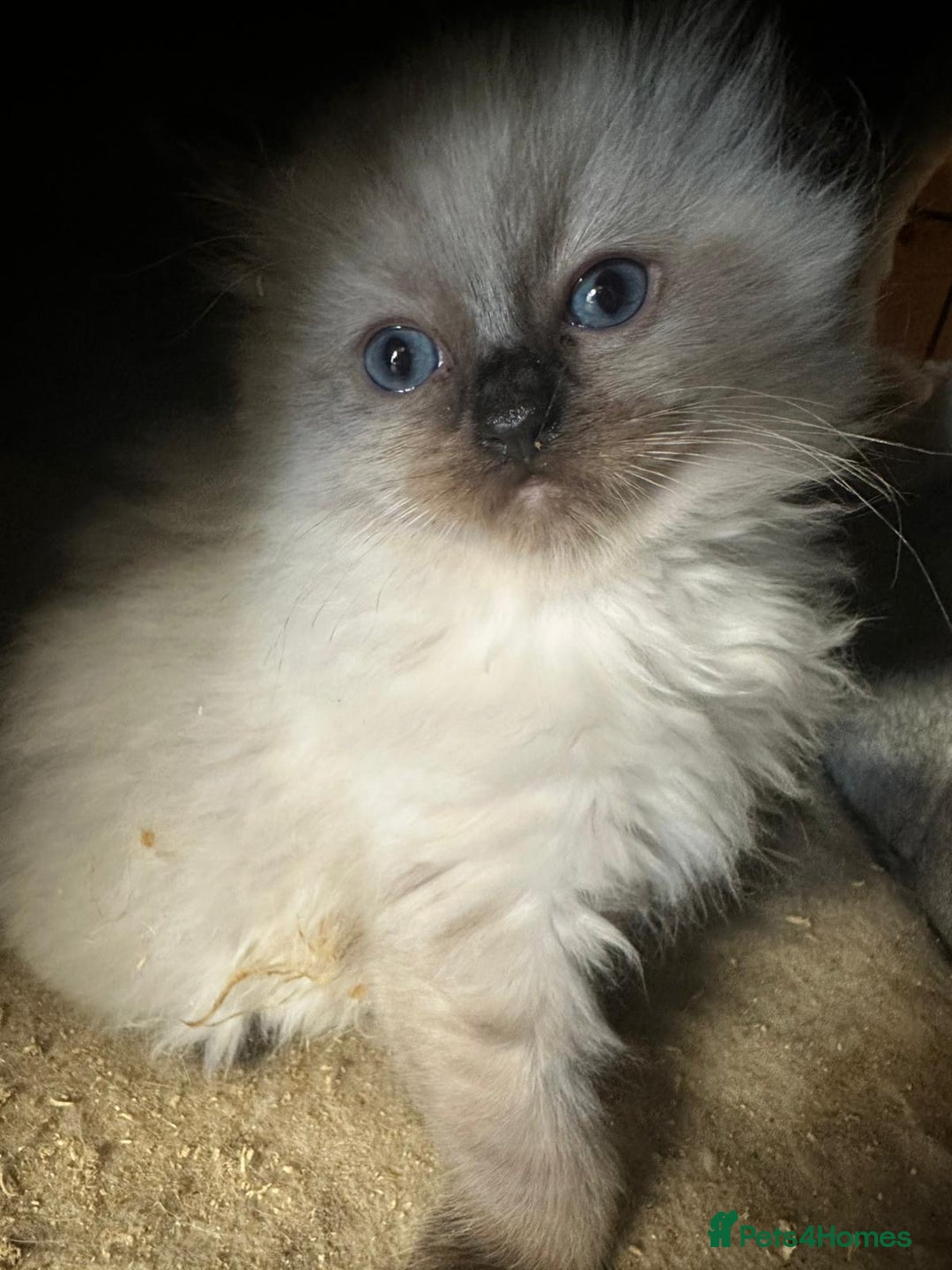 Ragdoll cats for sale: Ragdoll kittens  - Image 2