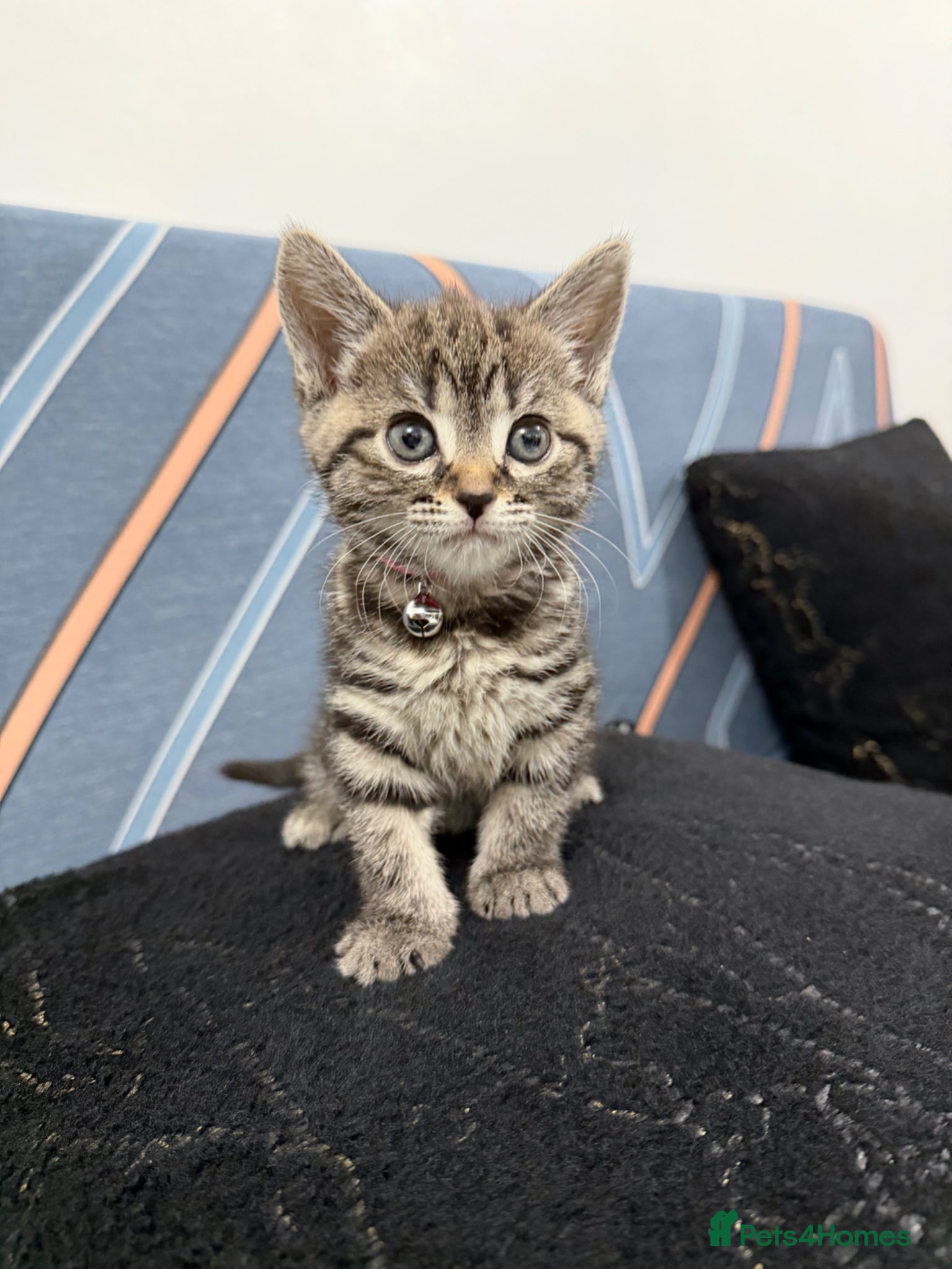 Mixed Breed cats SIAMESE X FEMALE KITTEN **AVAILABLE** - Advert 15