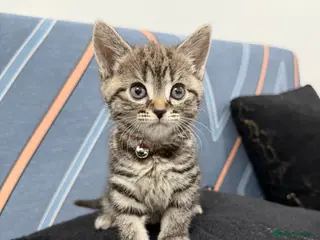 Mixed Breed cats SIAMESE X FEMALE KITTEN **AVAILABLE** - Advert 14