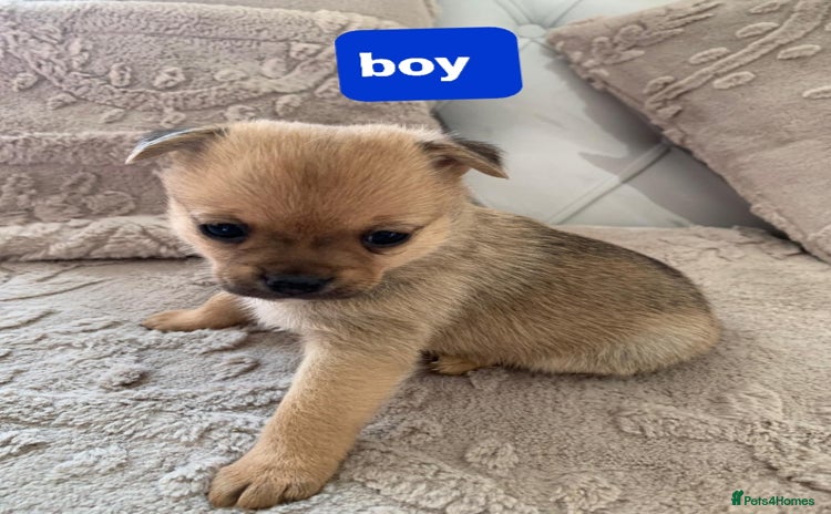 Pomchi dogs - Advert 13