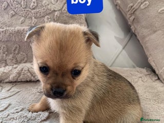 Pomchi dogs Pomchi merle - Advert 17