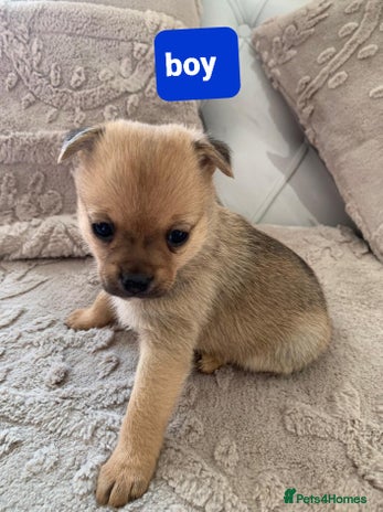 Pomchi dogs - Advert 1