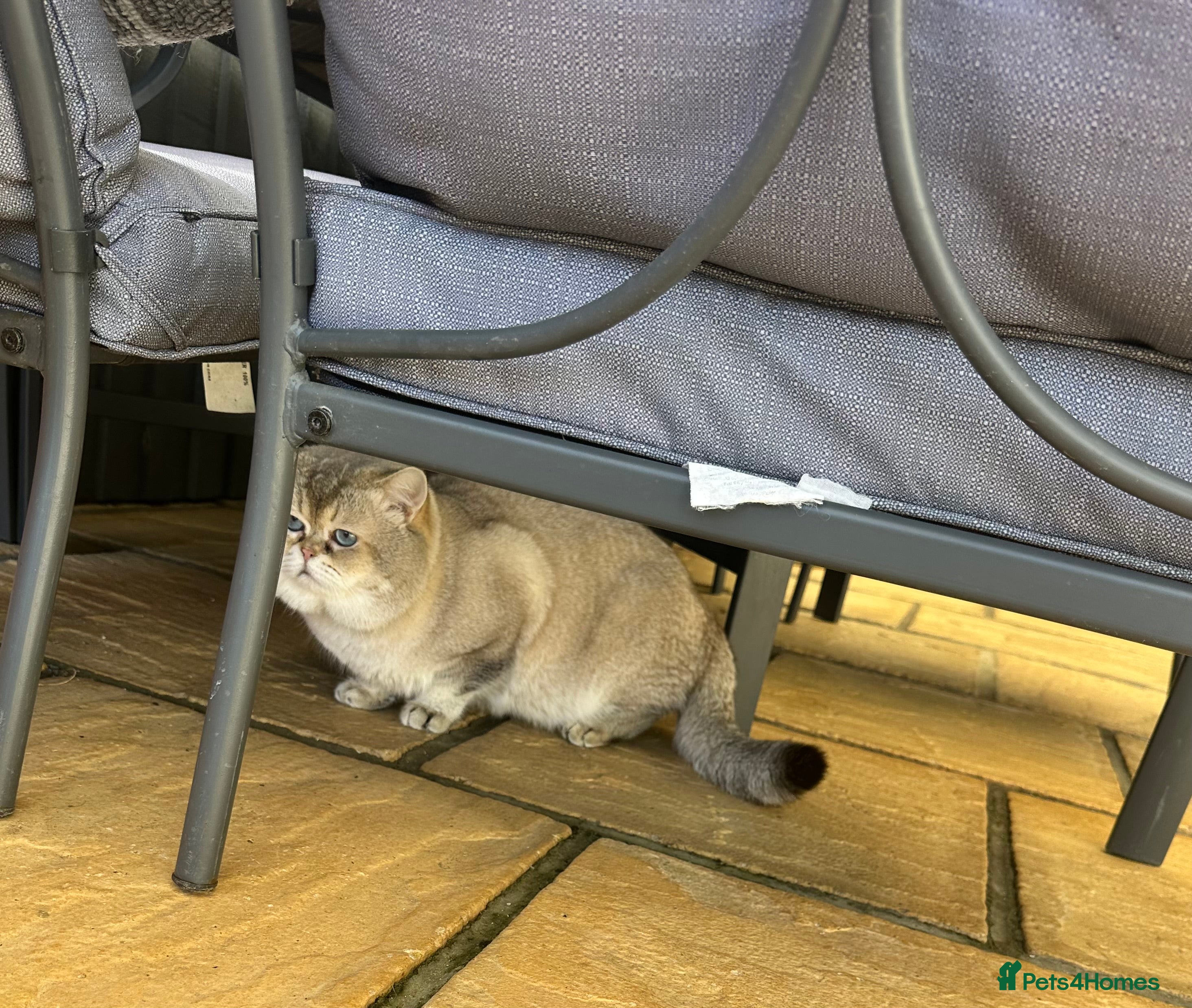 British Shorthair cats Teddy  - Advert 1