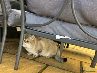 British Shorthair cats Teddy - Advert 8