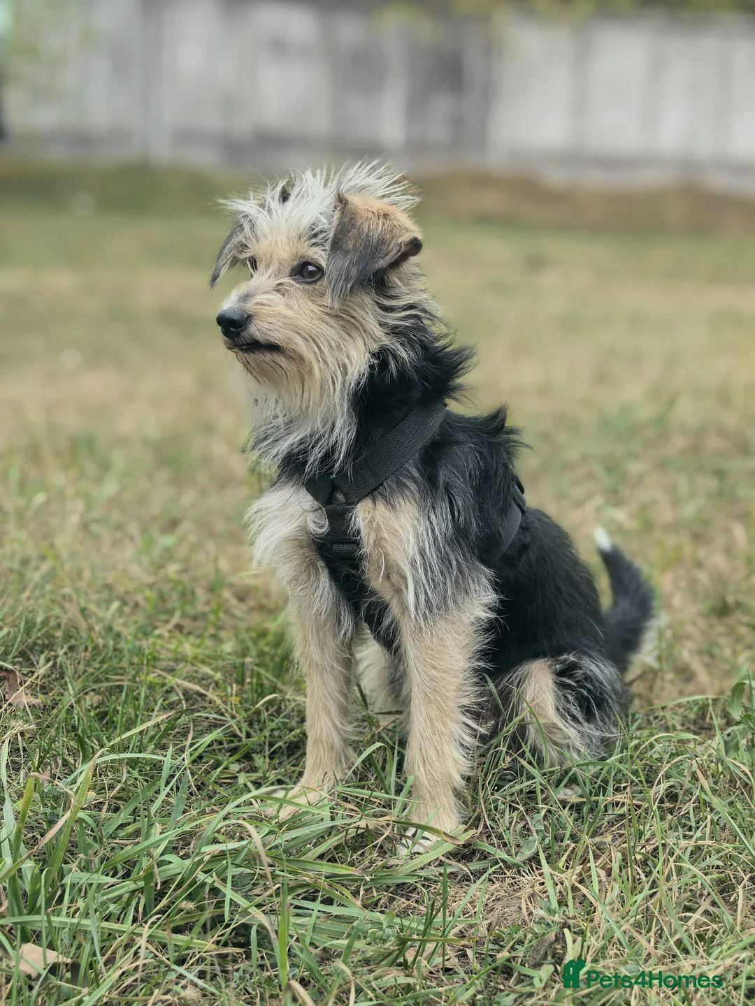 Norfolk Terrier dogs for adoption: TOSHI – Male Norfolk Terrier - Advert 3