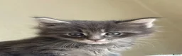 Maine Coon cats for sale: Maine Coon boy  - Advert 15